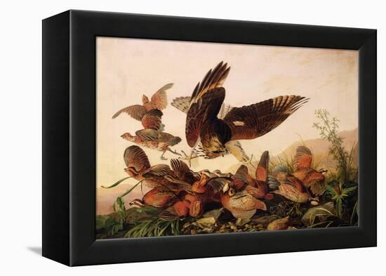Red-Shouldered Hawk Attacking Bobwhite Partridges, 1827-John James Audubon-Framed Premier Image Canvas