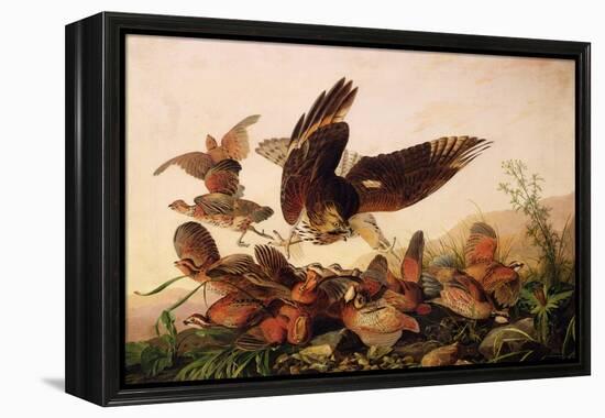 Red-Shouldered Hawk Attacking Bobwhite Partridges, 1827-John James Audubon-Framed Premier Image Canvas