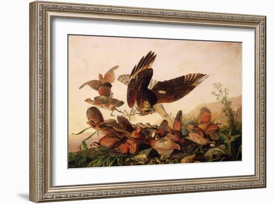 Red-Shouldered Hawk Attacking Bobwhite Partridges, 1827-John James Audubon-Framed Giclee Print