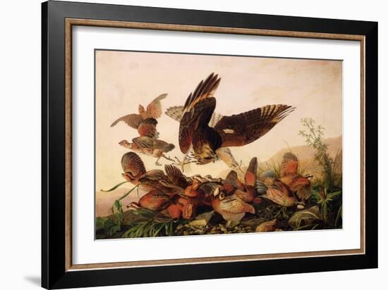 Red-Shouldered Hawk Attacking Bobwhite Partridges, 1827-John James Audubon-Framed Giclee Print