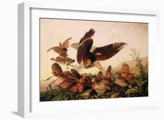 Red-Shouldered Hawk Attacking Bobwhite Partridges, 1827-John James Audubon-Framed Giclee Print