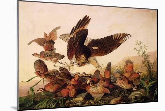 Red-Shouldered Hawk Attacking Bobwhite Partridges, 1827-John James Audubon-Mounted Giclee Print