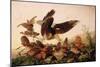 Red-Shouldered Hawk Attacking Bobwhite Partridges, 1827-John James Audubon-Mounted Giclee Print