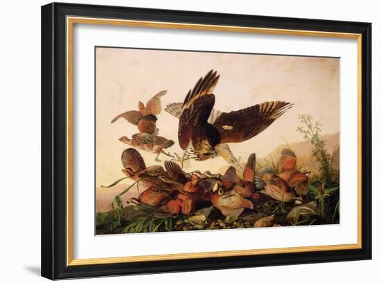 Red-Shouldered Hawk Attacking Bobwhite Partridges, 1827-John James Audubon-Framed Giclee Print