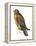 Red-Shouldered Hawk (Buteo Lineatus), Birds-Encyclopaedia Britannica-Framed Stretched Canvas