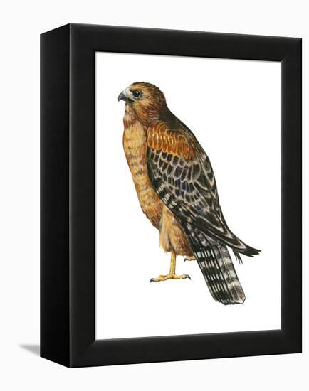 Red-Shouldered Hawk (Buteo Lineatus), Birds-Encyclopaedia Britannica-Framed Stretched Canvas