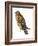 Red-Shouldered Hawk (Buteo Lineatus), Birds-Encyclopaedia Britannica-Framed Art Print