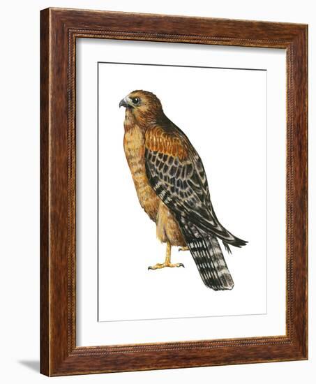 Red-Shouldered Hawk (Buteo Lineatus), Birds-Encyclopaedia Britannica-Framed Art Print