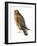 Red-Shouldered Hawk (Buteo Lineatus), Birds-Encyclopaedia Britannica-Framed Art Print