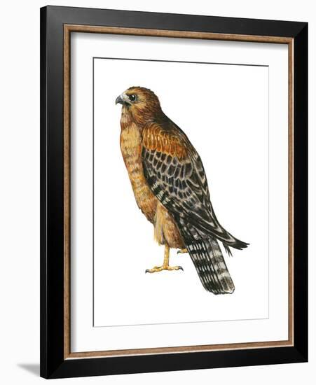 Red-Shouldered Hawk (Buteo Lineatus), Birds-Encyclopaedia Britannica-Framed Art Print