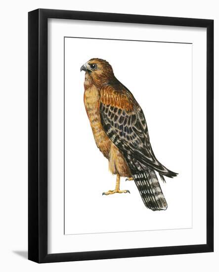 Red-Shouldered Hawk (Buteo Lineatus), Birds-Encyclopaedia Britannica-Framed Art Print