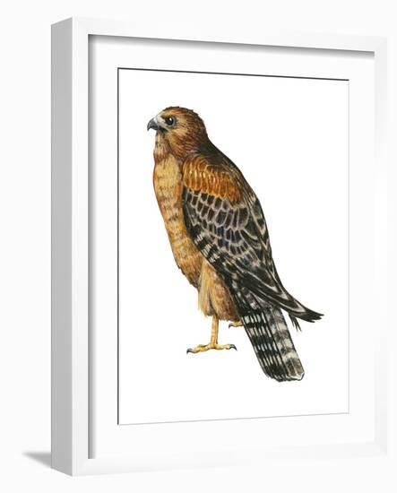 Red-Shouldered Hawk (Buteo Lineatus), Birds-Encyclopaedia Britannica-Framed Art Print