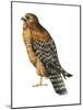 Red-Shouldered Hawk (Buteo Lineatus), Birds-Encyclopaedia Britannica-Mounted Art Print