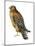 Red-Shouldered Hawk (Buteo Lineatus), Birds-Encyclopaedia Britannica-Mounted Art Print