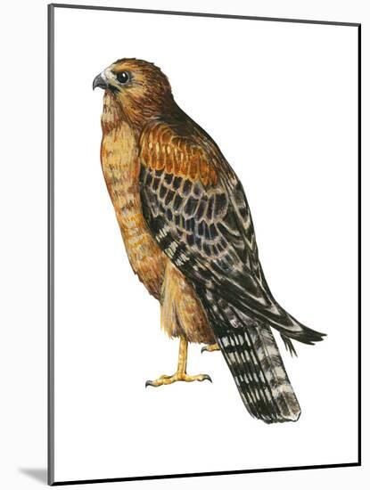 Red-Shouldered Hawk (Buteo Lineatus), Birds-Encyclopaedia Britannica-Mounted Art Print