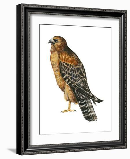 Red-Shouldered Hawk (Buteo Lineatus), Birds-Encyclopaedia Britannica-Framed Art Print