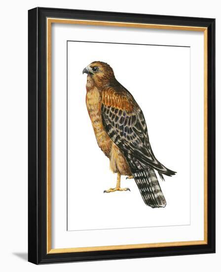 Red-Shouldered Hawk (Buteo Lineatus), Birds-Encyclopaedia Britannica-Framed Art Print