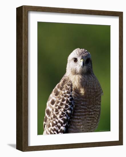 Red-Shouldered Hawk (Buteo Lineatus), J. N. "Ding" Darling National Wildlife Refuge, Florida-James Hager-Framed Photographic Print
