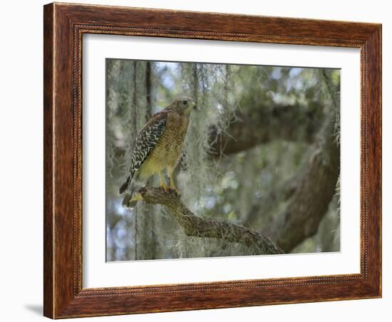 Red-shouldered hawk, Buteo lineatus, perched in Live Oak Tree, Florida-Maresa Pryor-Framed Photographic Print
