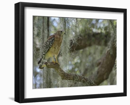 Red-shouldered hawk, Buteo lineatus, perched in Live Oak Tree, Florida-Maresa Pryor-Framed Photographic Print