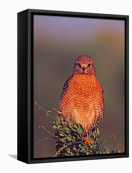 Red-shouldered Hawk in Early Morning Light, Everglades National Park, Florida, USA-Charles Sleicher-Framed Premier Image Canvas