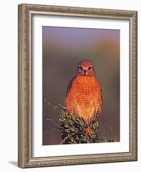 Red-shouldered Hawk in Early Morning Light, Everglades National Park, Florida, USA-Charles Sleicher-Framed Photographic Print