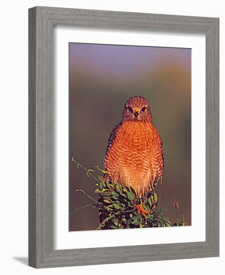 Red-shouldered Hawk in Early Morning Light, Everglades National Park, Florida, USA-Charles Sleicher-Framed Photographic Print