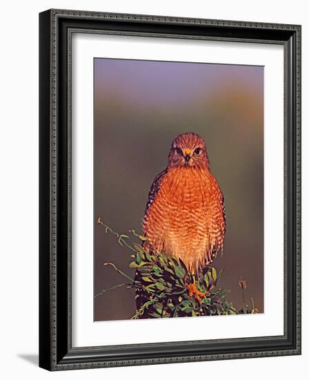 Red-shouldered Hawk in Early Morning Light, Everglades National Park, Florida, USA-Charles Sleicher-Framed Photographic Print