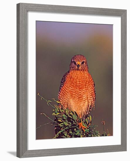 Red-shouldered Hawk in Early Morning Light, Everglades National Park, Florida, USA-Charles Sleicher-Framed Photographic Print