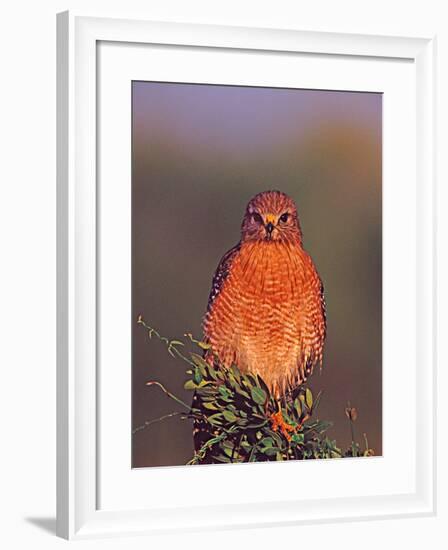 Red-shouldered Hawk in Early Morning Light, Everglades National Park, Florida, USA-Charles Sleicher-Framed Photographic Print