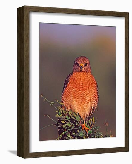 Red-Shouldered Hawk in Early Morning Light-Charles Sleicher-Framed Photographic Print