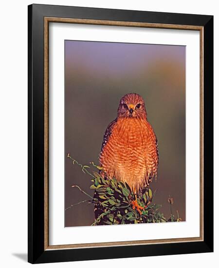 Red-Shouldered Hawk in Early Morning Light-Charles Sleicher-Framed Photographic Print