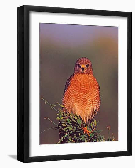 Red-Shouldered Hawk in Early Morning Light-Charles Sleicher-Framed Photographic Print