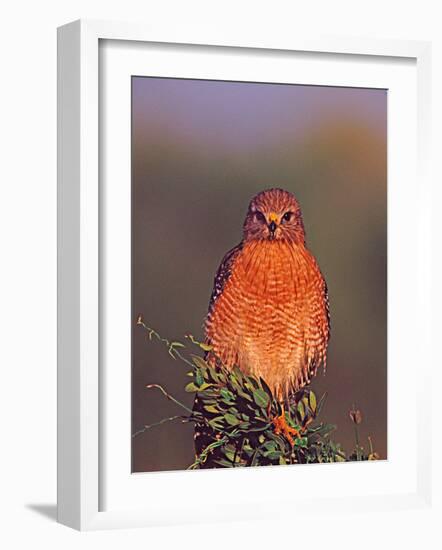 Red-Shouldered Hawk in Early Morning Light-Charles Sleicher-Framed Photographic Print