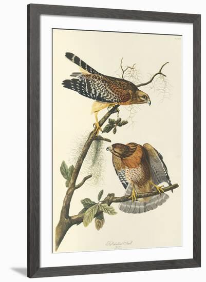 Red Shouldered Hawk-John James Audubon-Framed Premium Giclee Print