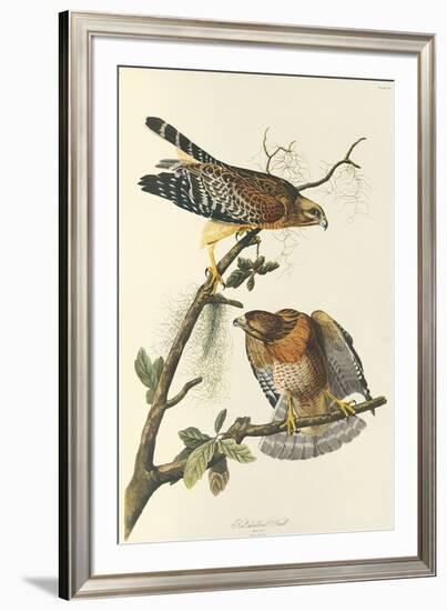Red Shouldered Hawk-John James Audubon-Framed Premium Giclee Print