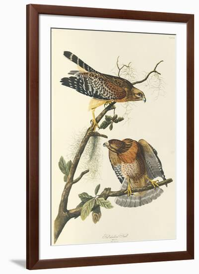 Red Shouldered Hawk-John James Audubon-Framed Premium Giclee Print