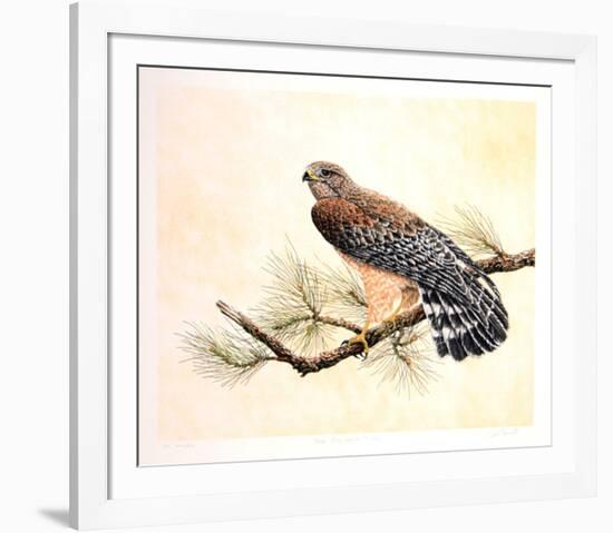 Red Shouldered Hawk-Chris Forrest-Framed Limited Edition