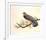 Red Shouldered Hawk-Chris Forrest-Framed Limited Edition
