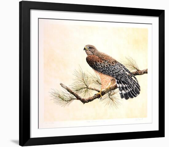 Red Shouldered Hawk-Chris Forrest-Framed Limited Edition