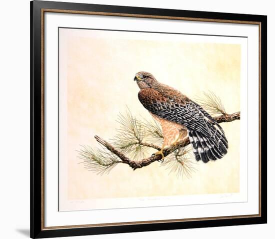 Red Shouldered Hawk-Chris Forrest-Framed Limited Edition