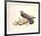 Red Shouldered Hawk-Chris Forrest-Framed Limited Edition