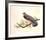 Red Shouldered Hawk-Chris Forrest-Framed Limited Edition