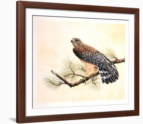 Red Shouldered Hawk-Chris Forrest-Framed Limited Edition