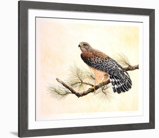 Red Shouldered Hawk-Chris Forrest-Framed Limited Edition