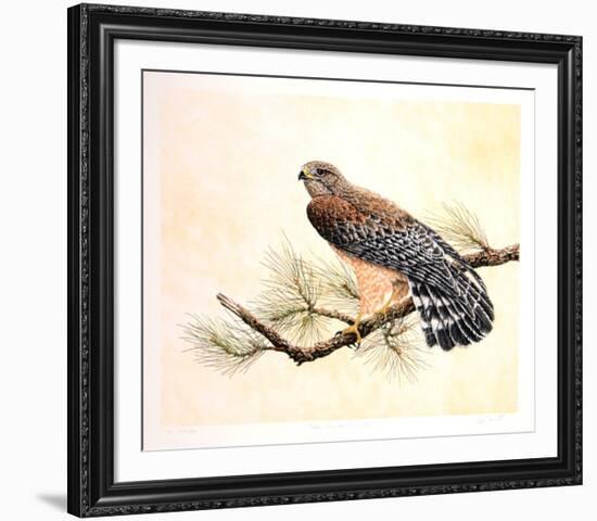 Red Shouldered Hawk-Chris Forrest-Framed Limited Edition