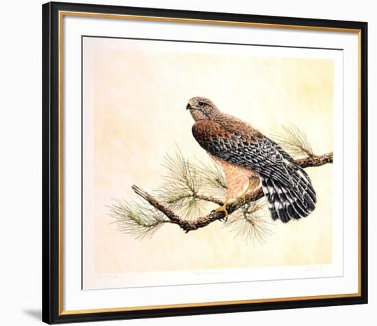 Red Shouldered Hawk-Chris Forrest-Framed Limited Edition