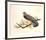 Red Shouldered Hawk-Chris Forrest-Framed Limited Edition