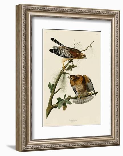 Red-Shouldered Hawk-John James Audubon-Framed Art Print