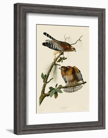 Red-Shouldered Hawk-John James Audubon-Framed Art Print